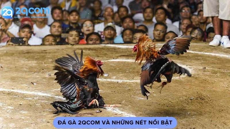 Đá Gà 2qcom - Sức Hút Từ Trường Gà Trực Tuyến Hàng Đầu 1 da-ga-2qcom-va-nhung-net-noi-bat