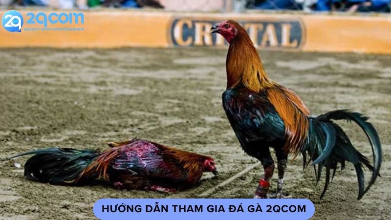 Đá Gà 2qcom - Sức Hút Từ Trường Gà Trực Tuyến Hàng Đầu 3 huong-dan-tham-gia-da-ga-2qcom