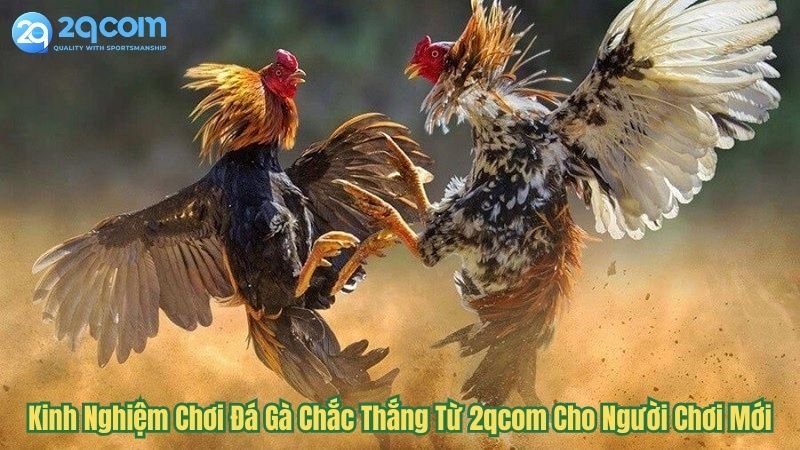 kinh-nghiem-choi-da-ga